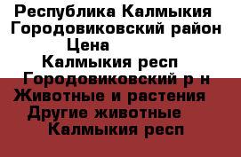 Республика Калмыкия, Городовиковский район › Цена ­ 60 000 - Калмыкия респ., Городовиковский р-н Животные и растения » Другие животные   . Калмыкия респ.